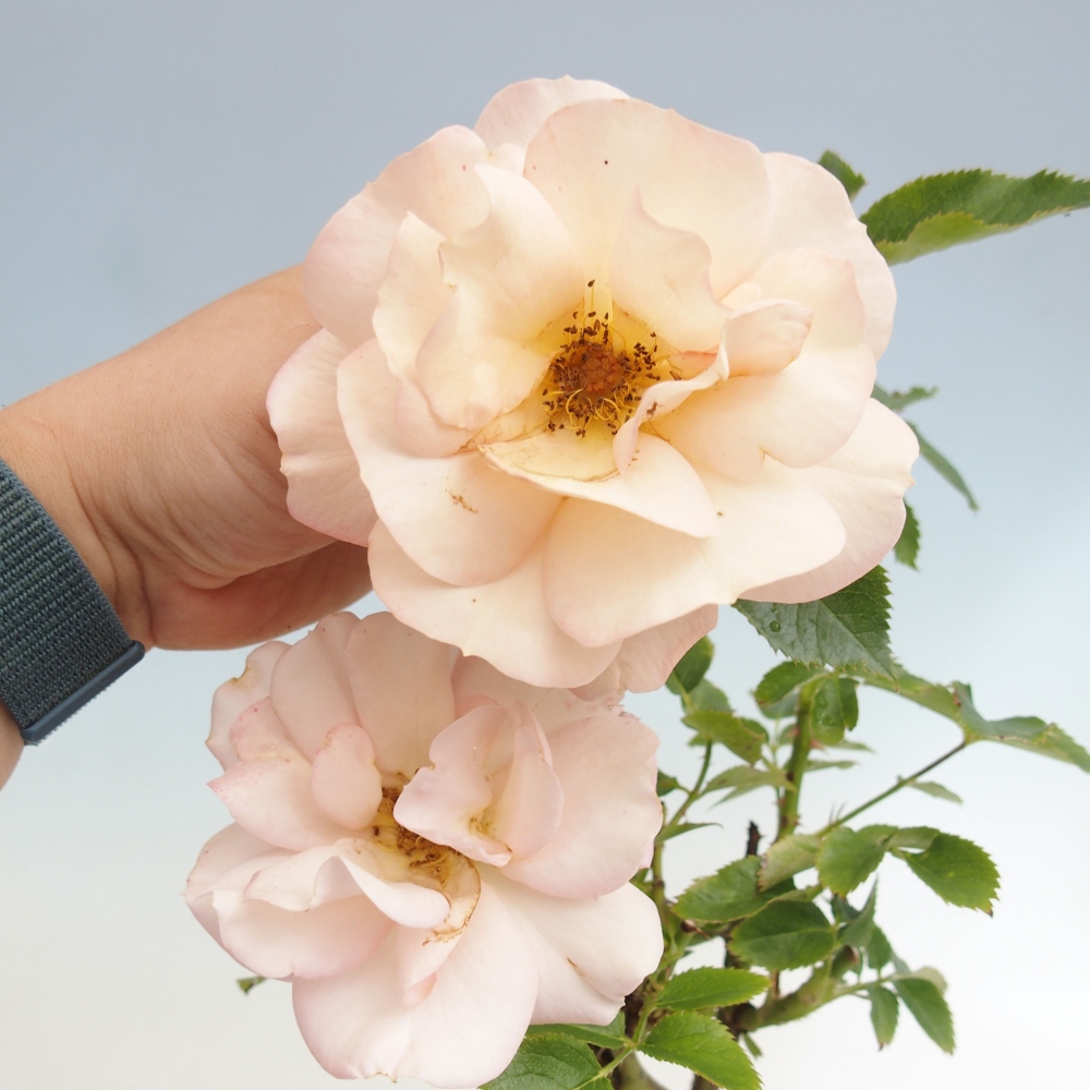 Venkovní bonsai - Rosa Kordes -  růže
