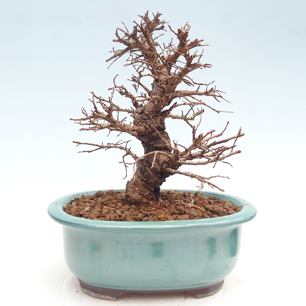 Venkovní bonsai - Zelkova - Zelkova NIRE