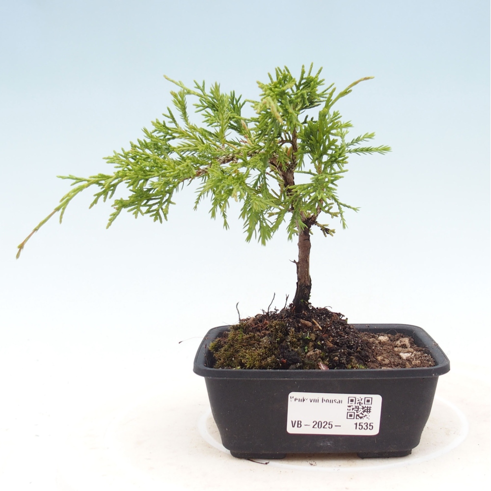 Venkovní bonsai - Juniperus chinensis Itoigawa -Jalovec čínský