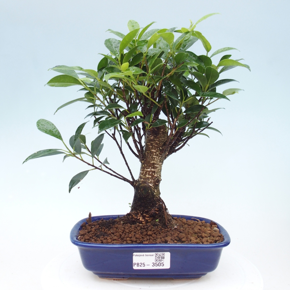 Pokojová bonsai - Ficus retusa -  malolistý fíkus