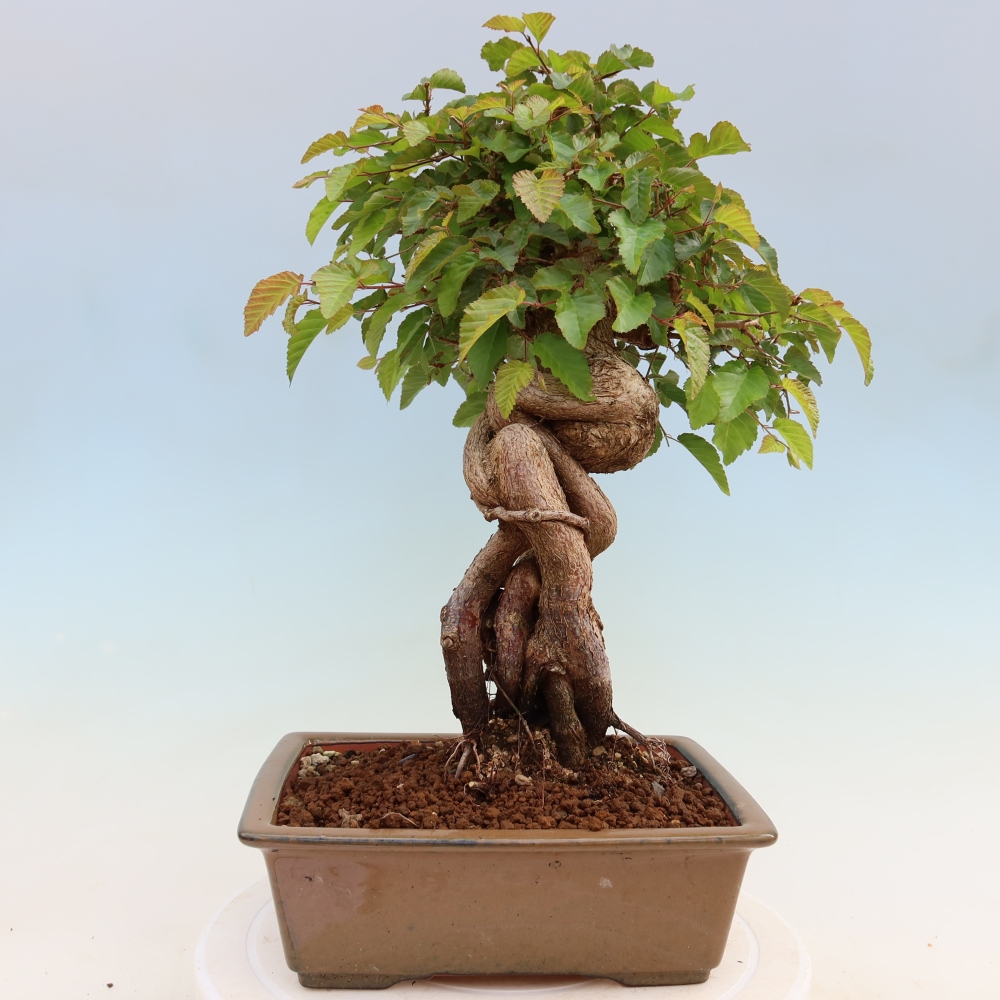 Venkovní bonsai -Carpinus Coreana - Habr korejský