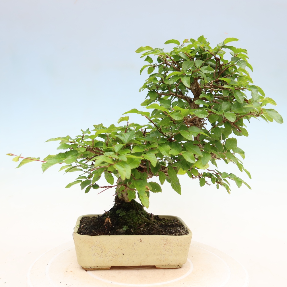 Venkovní bonsai -Carpinus Coreana - Habr korejský