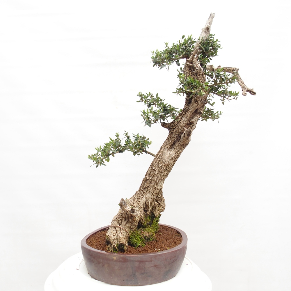 Pokojová bonsai - Olea europaea sylvestris -Oliva evropská drobnolistá