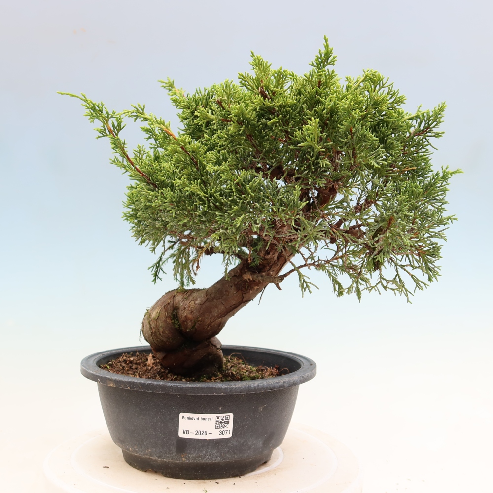 Venkovní bonsai - Juniperus chinensis Itoigawa-Jalovec čínský