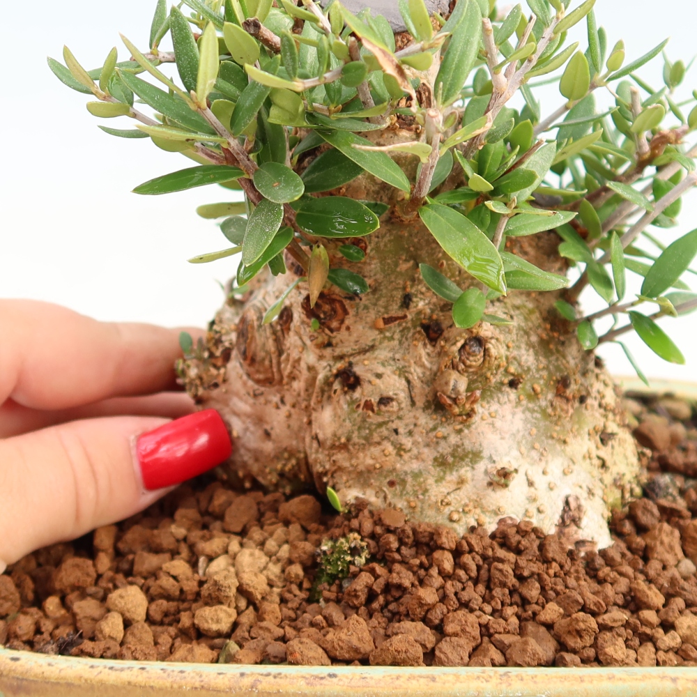 Pokojová bonsai - Olea europaea sylvestris -Oliva evropská drobnolistá