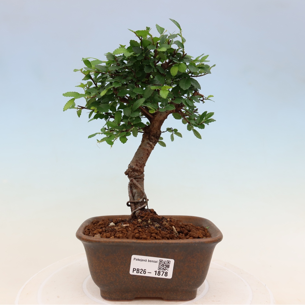 Pokojová bonsai - Ulmus parvifolia - Malolistý jilm