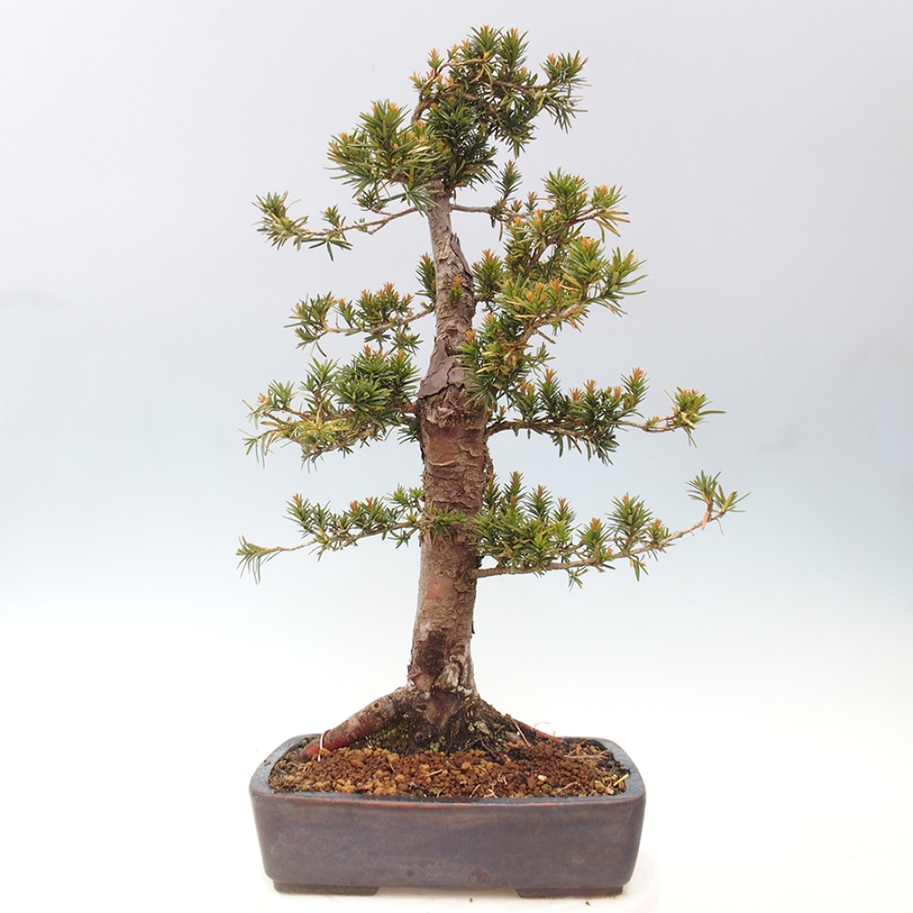 Venkovní bonsai - Taxus cuspidata  - Tis japonský