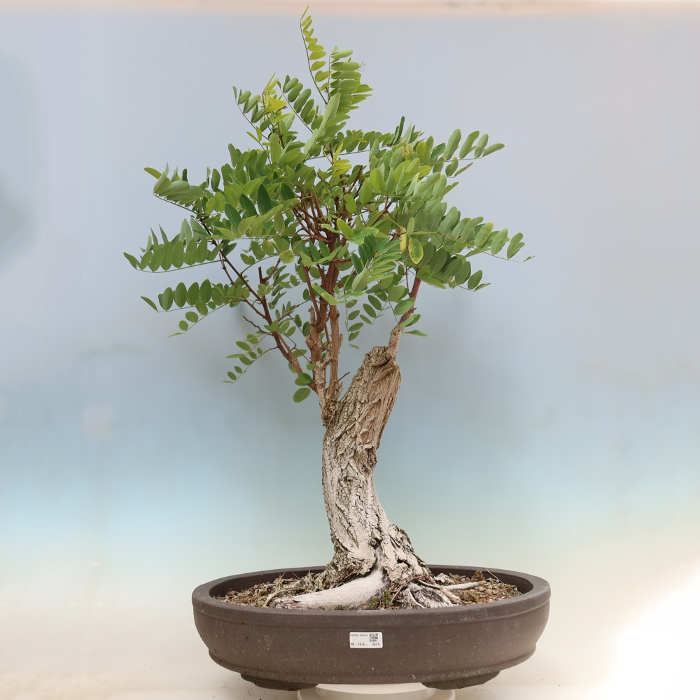 Venkovní bonsai - Trnovník  Akát - Robinia pseudoacacia