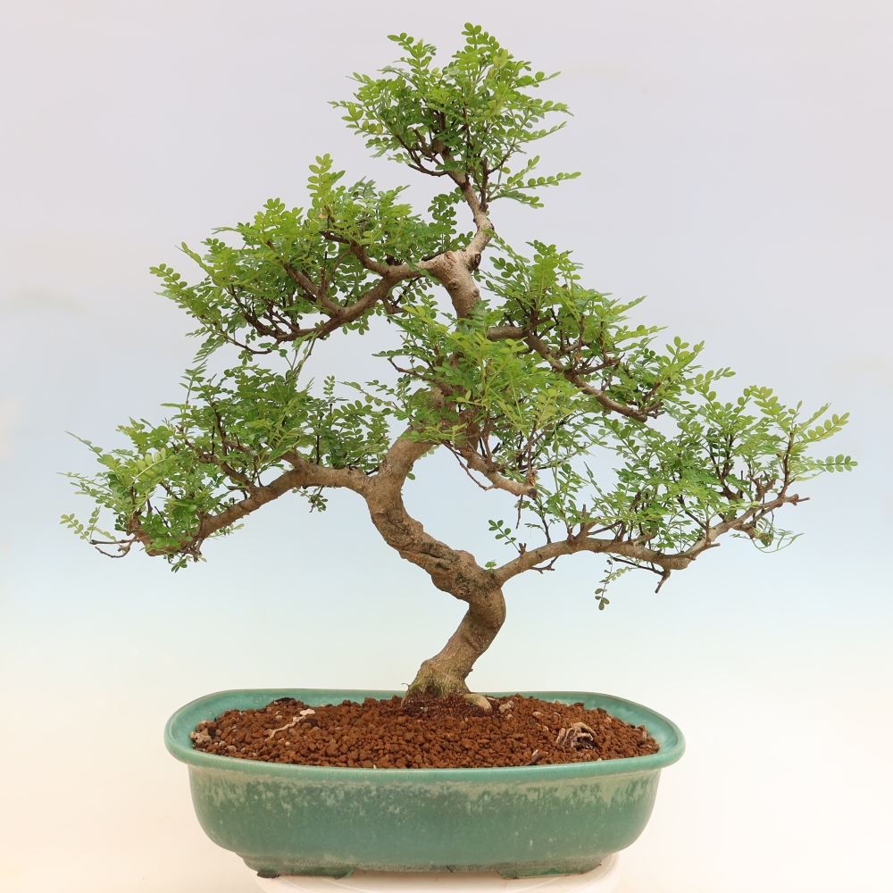 Pokojová bonsai - Zantoxylum piperitum - pepřovník