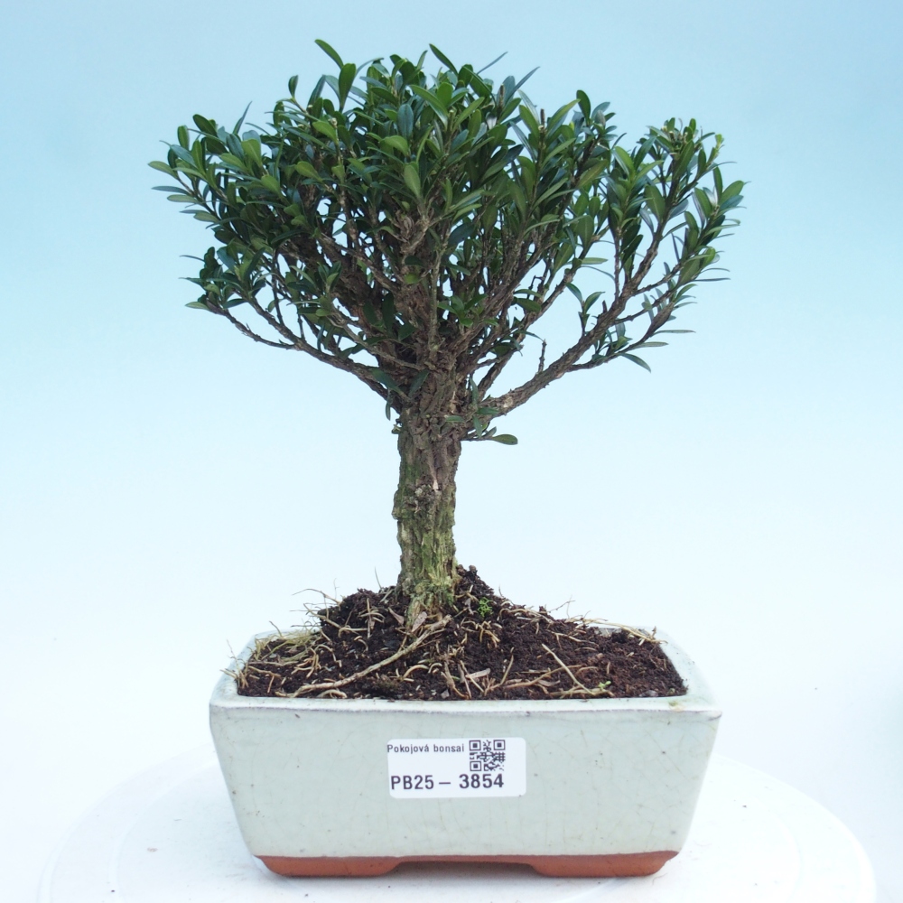 Pokojová bonsai - Buxus harlandii -korkový buxus