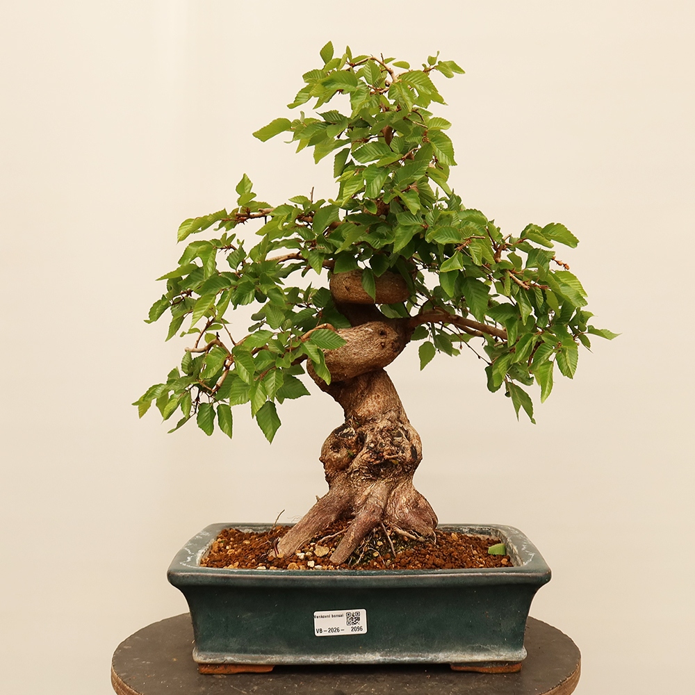 Venkovní bonsai -Carpinus Coreana - Habr korejský