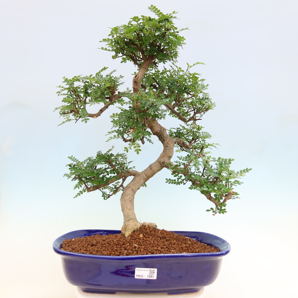 Pokojová bonsai - Zantoxylum piperitum - pepřovník