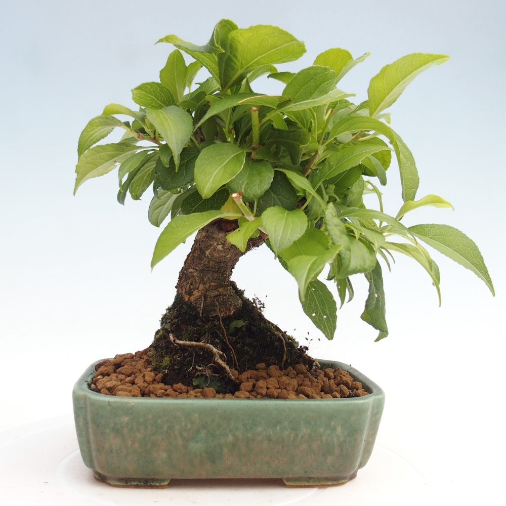 Venkovní bonsai - Celastrus  orbiculatus - Jesenec okrouhlolistý