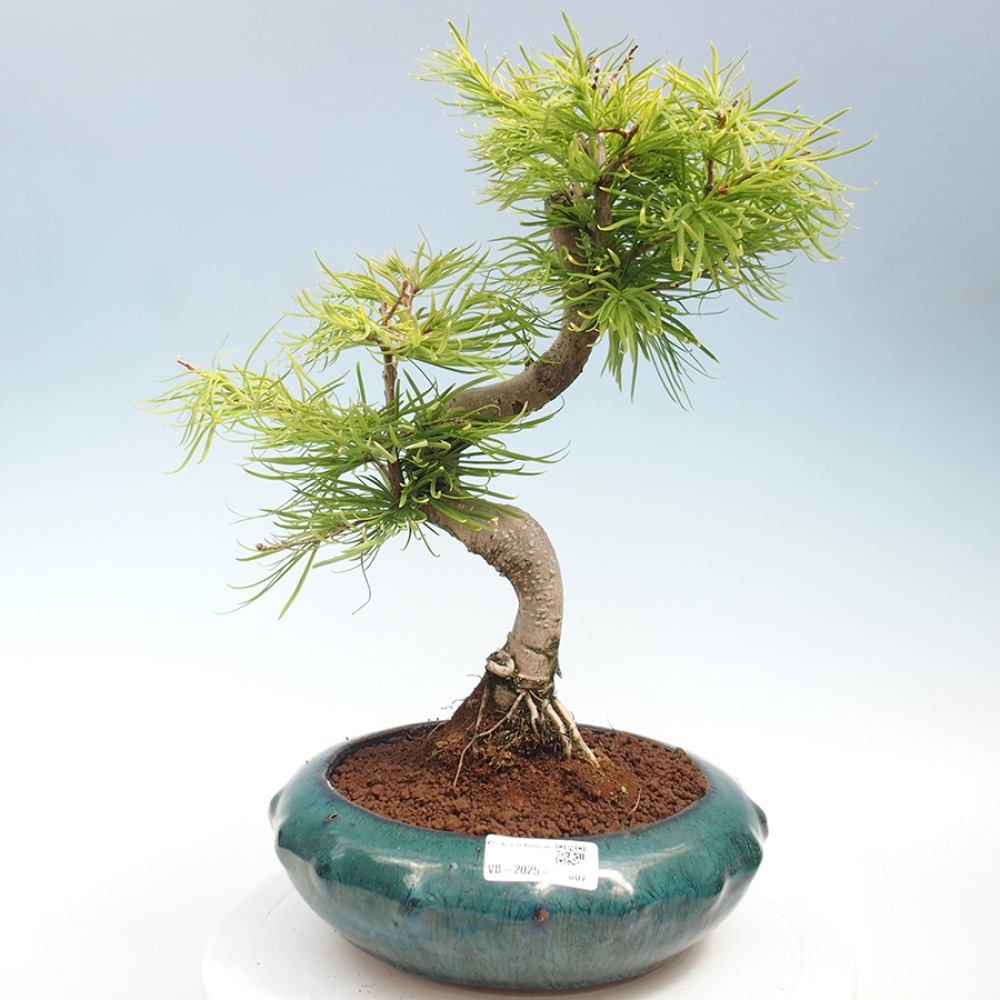 Venkovní bonsai - Pamodřín - Pseudolarix amabis