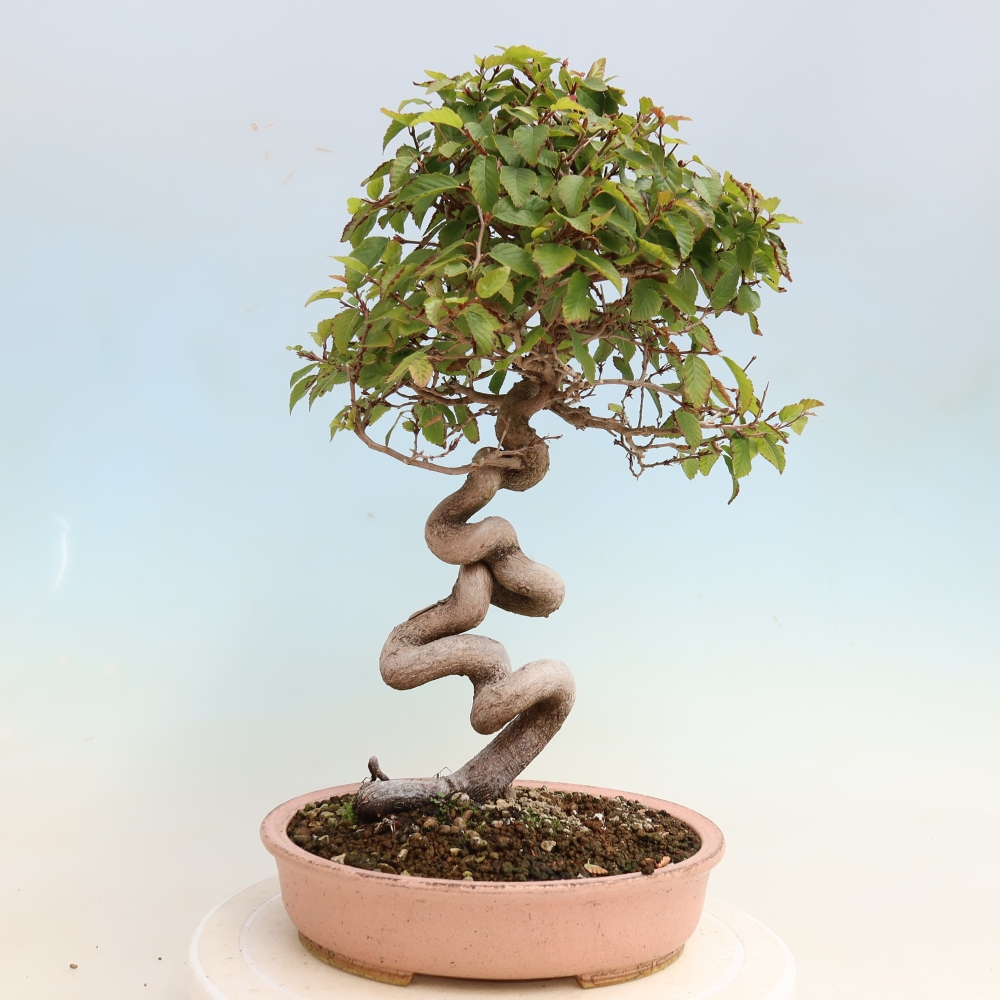 Venkovní bonsai -Carpinus CARPINOIDES - Habr korejský