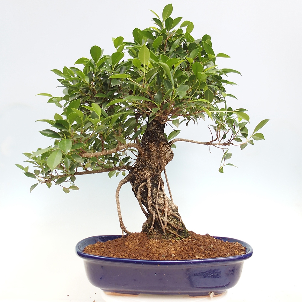 Pokojová bonsai - Ficus kimmen -  malolistý fíkus - POUZE OSOBNÍ ODBĚR nebo paletová přeprava