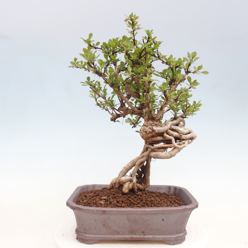 Venkovní bonsai - Berberis coreana - Dřištál korejský