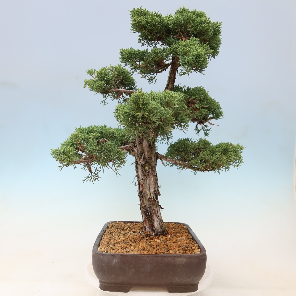 Venkovní bonsai - Juniperus chinensis Kishu -Jalovec čínský