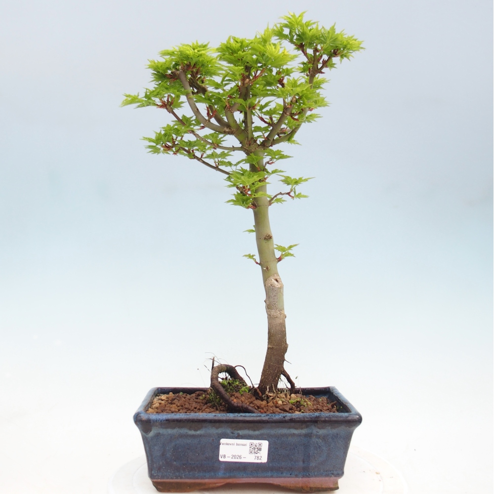 Venkovní bonsai -Javor dlanitolistý Acer palmatum Shishigashira
