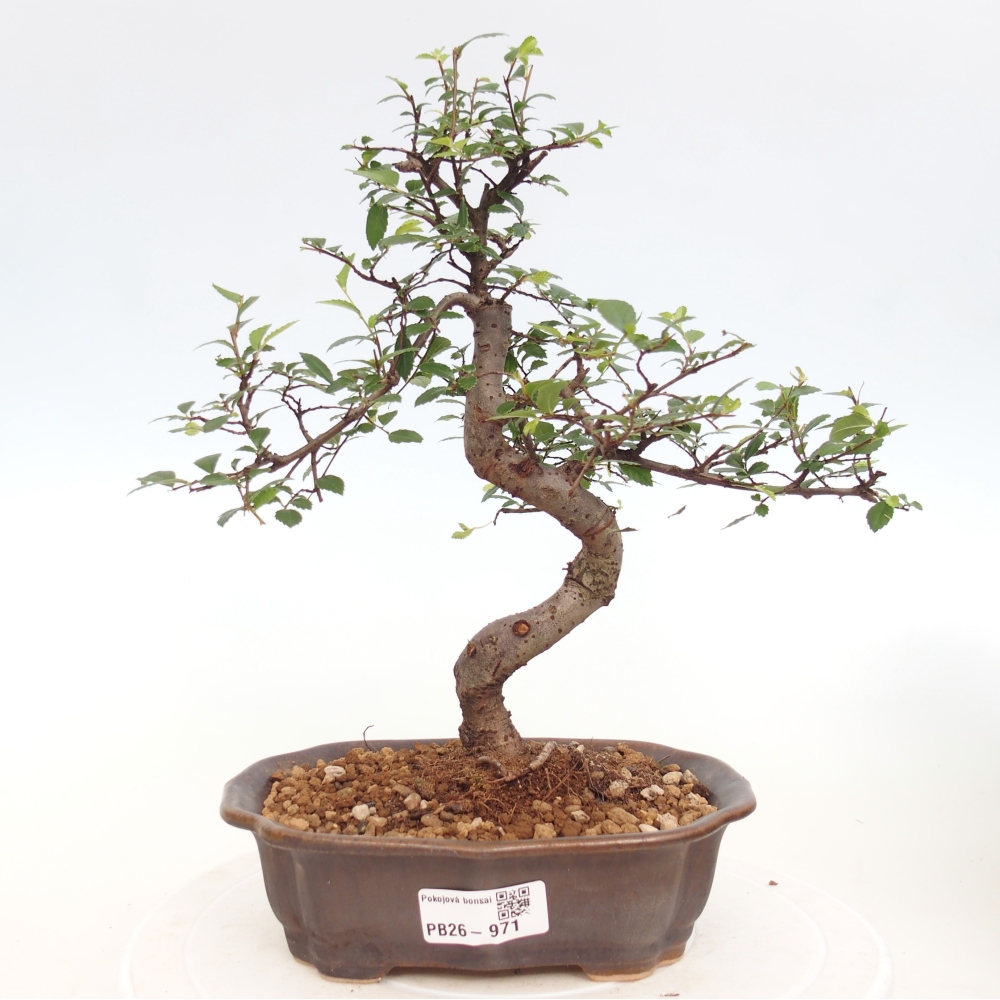 Pokojová bonsai - Ulmus parvifolia - Malolistý jilm