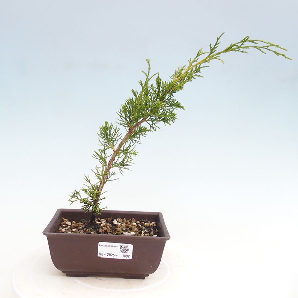 Venkovní bonsai - Juniperus chinensis Itoigawa -Jalovec čínský