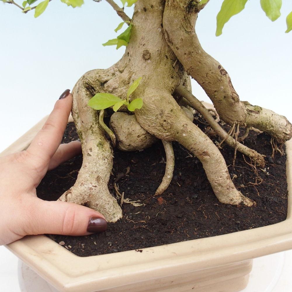 Pokojová bonsai - Duranta erecta Aurea - POUZE OSOBNÍ ODBĚR nebo paletová přeprava