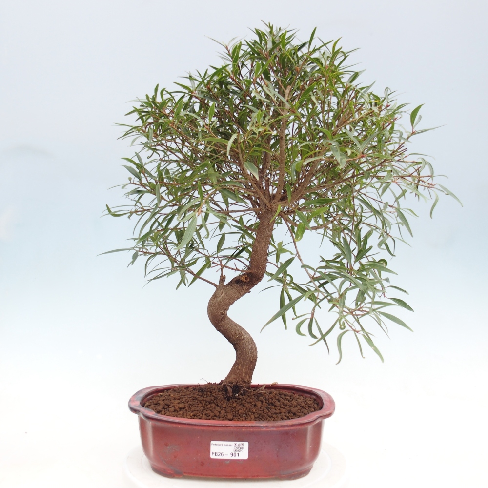 Pokojová bonsai - Ficus nerifolia -  malolistý fíkus