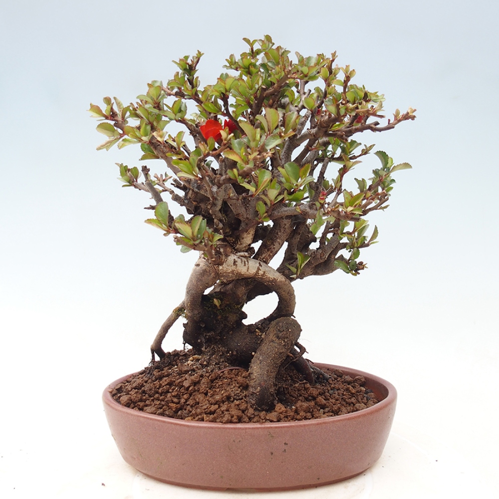 Venkovní  bonsai -  Chaneomeles speciosa - Kdoulovec ozdobný