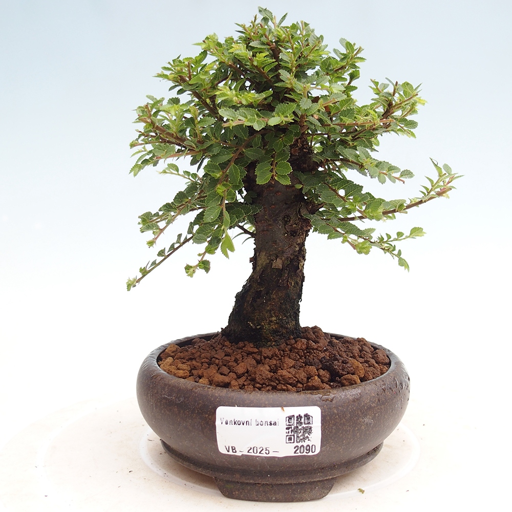 Venkovní bonsai - Ulmus parvifolia Hokkaido - jilm Činski