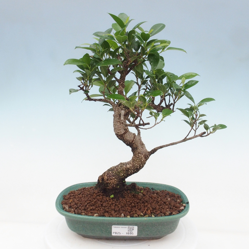 Pokojová bonsai - Ficus retusa -  malolistý fíkus