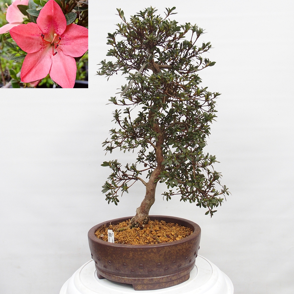 Venkovní bonsai - Japonská azalka - Azalea Akari