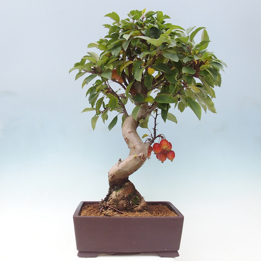 Venkovní bonsai -Malus halliana - Maloplodá jabloň
