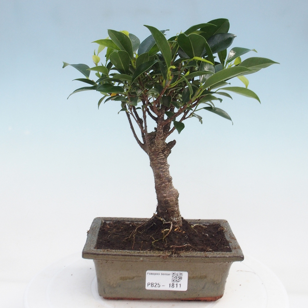 Pokojová bonsai - Ficus retusa -  malolistý fíkus