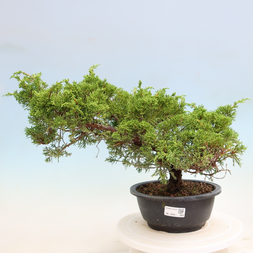 Venkovní bonsai - Juniperus chinensis Itoigawa-Jalovec čínský