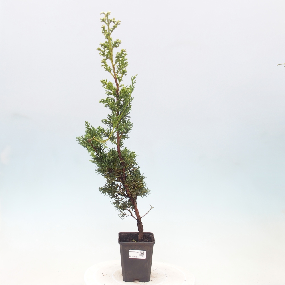 Venkovní bonsai - Juniperus chinensis Kishu -Jalovec čínský