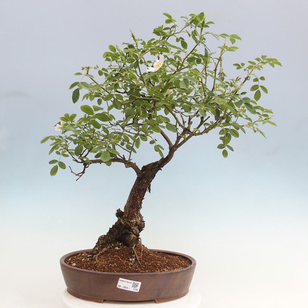 Venkovní bonsai - Rosa Kordes -  růže