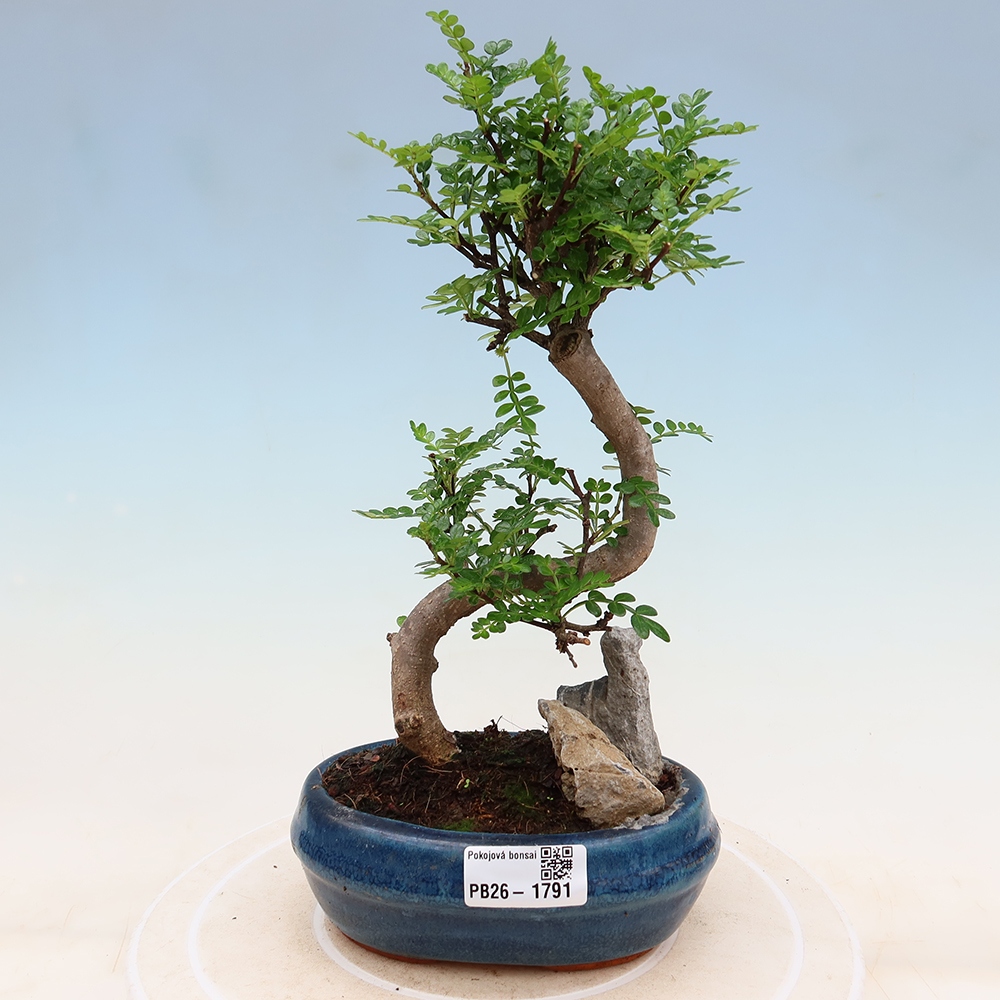 Pokojová bonsai - Zantoxylum piperitum - Pepřovník