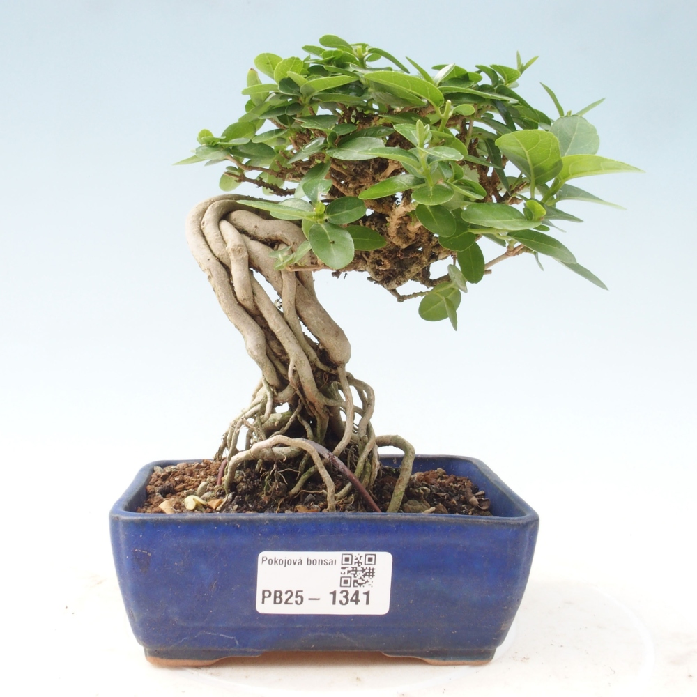 Pokojová bonsai - Premna serratifolia  - Kozlovoň malolistá