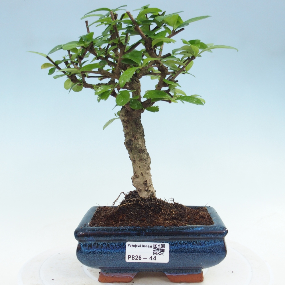 Pokojová bonsai - Carmona macrophylla - Čaj fuki