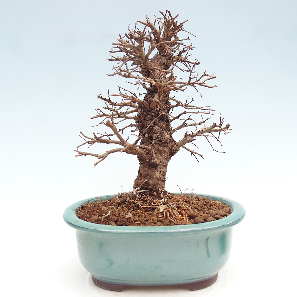 Venkovní bonsai - Zelkova - Zelkova NIRE