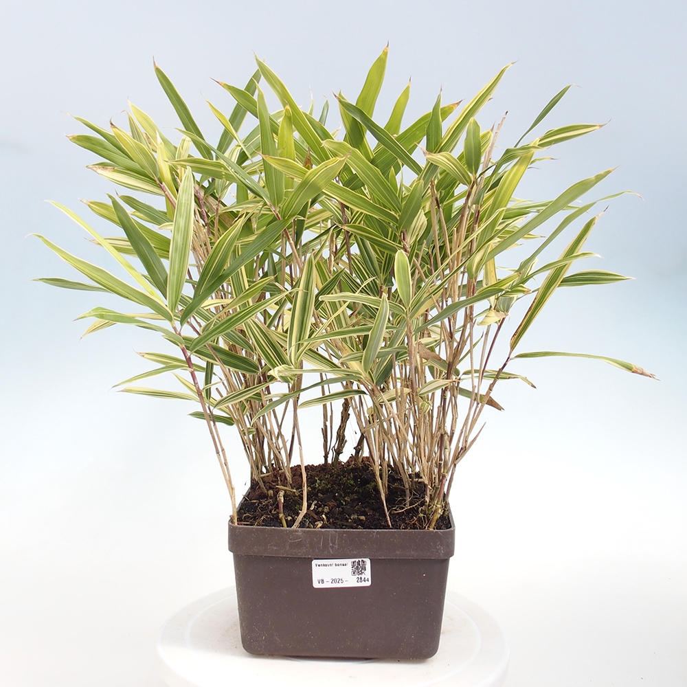Venkovní bonsai - Sasaella masamuneana Albostriata - Bambus panašovaný