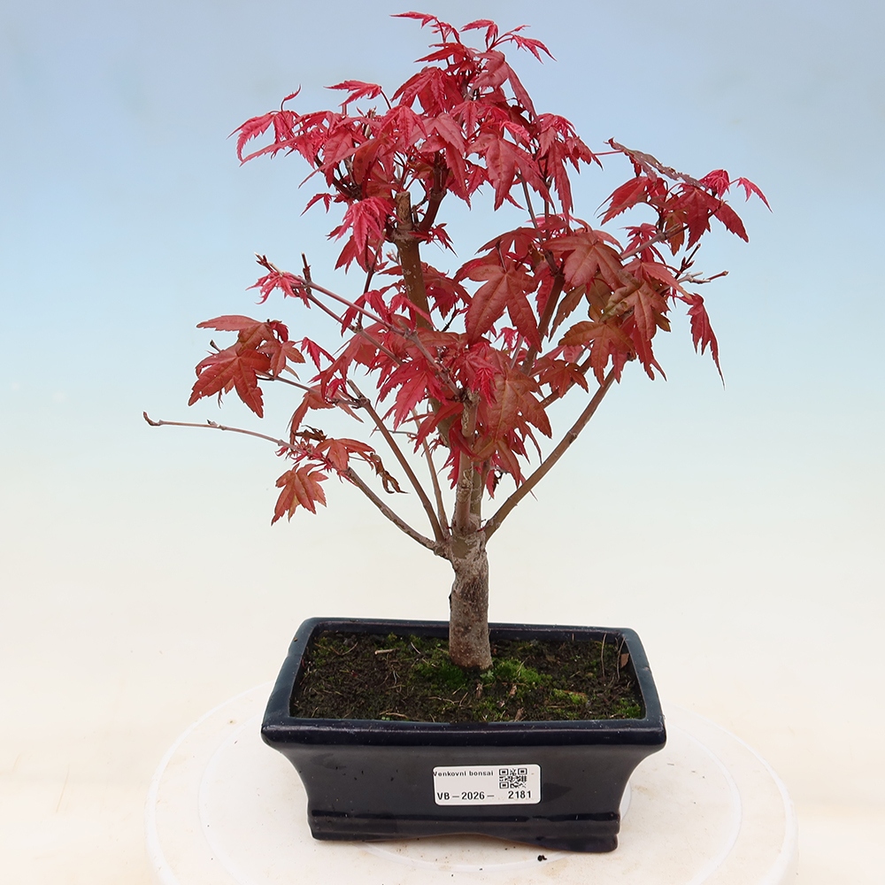 Venkovní bonsai - Javor dlanitolistý - Acer palmatum DESHOJO