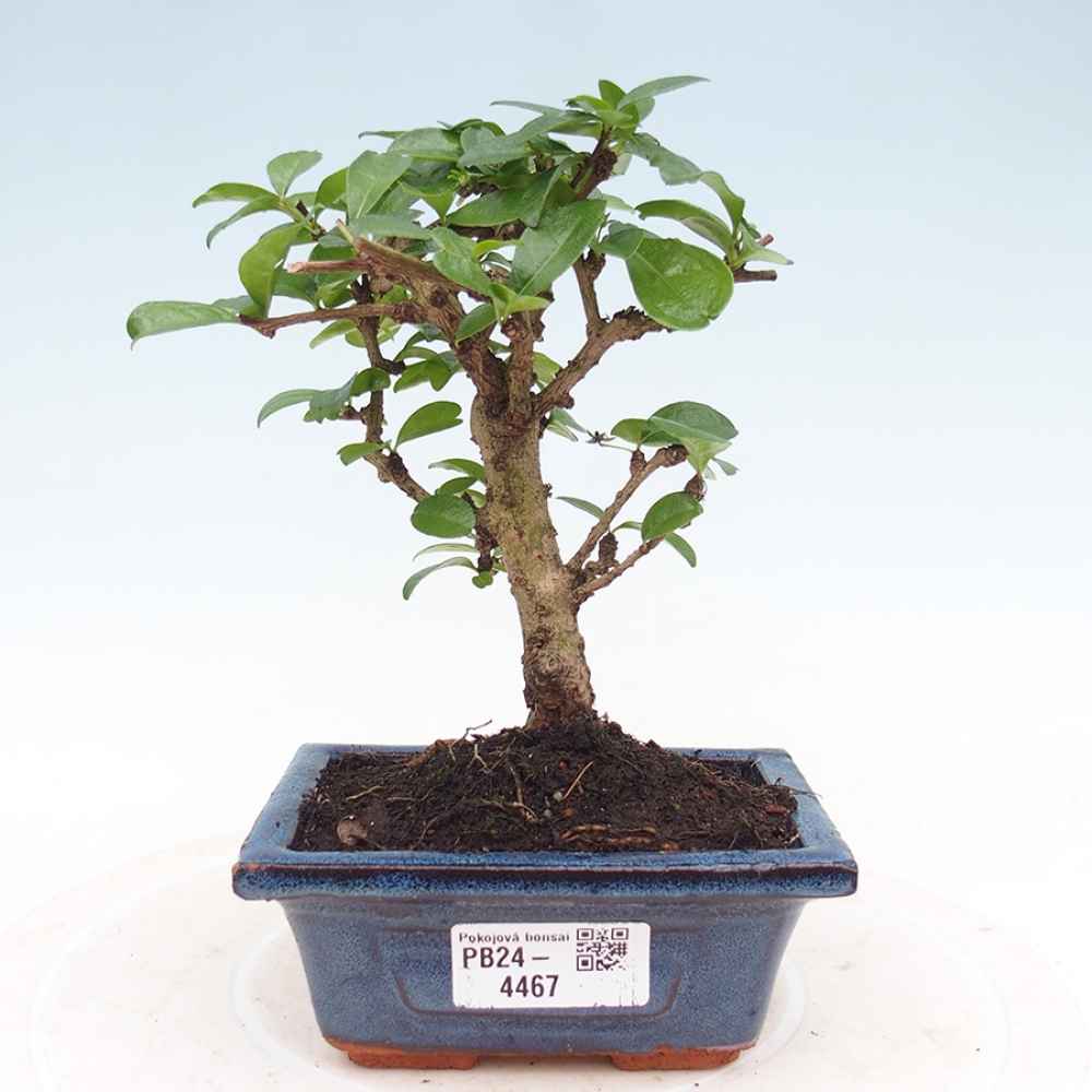 Pokojová bonsai - Carmona macrophylla - Čaj fuki