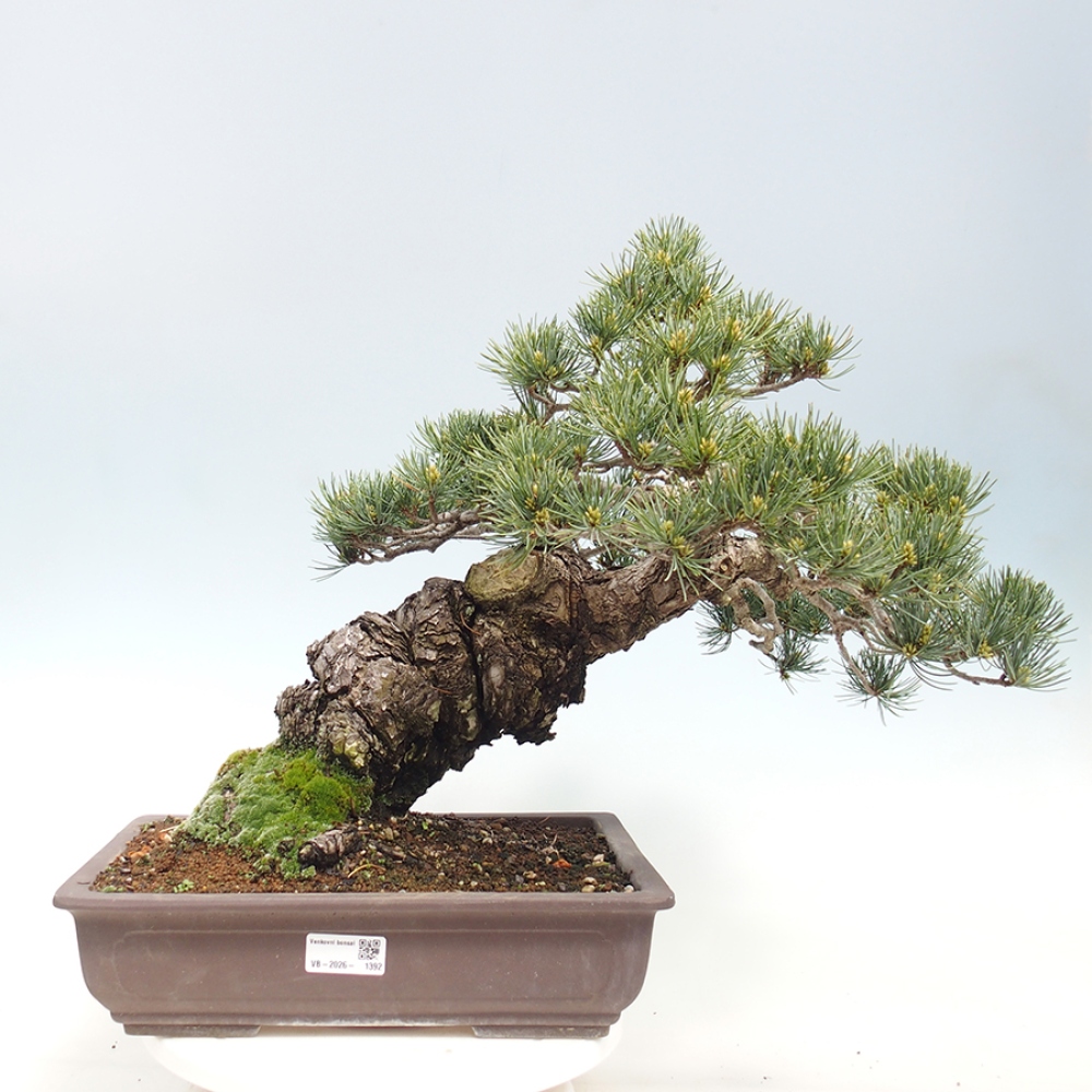 Venkovní bonsai - Pinus parviflora - Borovice drobnokvětá