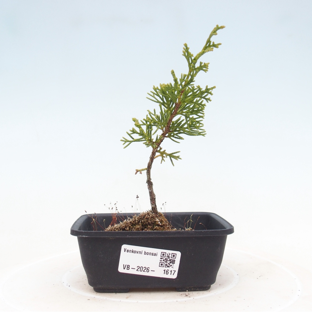 Venkovní bonsai - Juniperus chinensis Itoigawa -Jalovec čínský