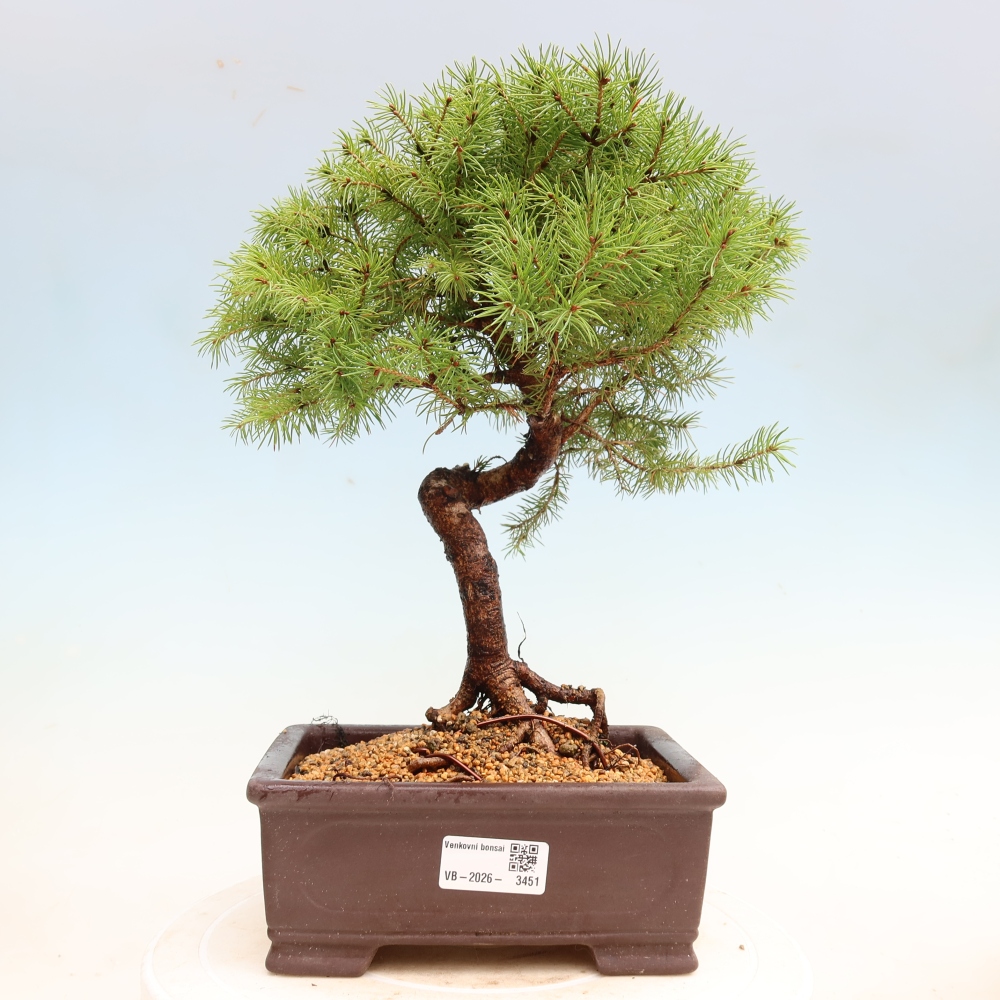 Venkovní bonsai- Smrk sivý - Picea glauca globe