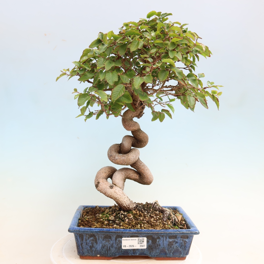Venkovní bonsai -Carpinus CARPINOIDES - Habr korejský
