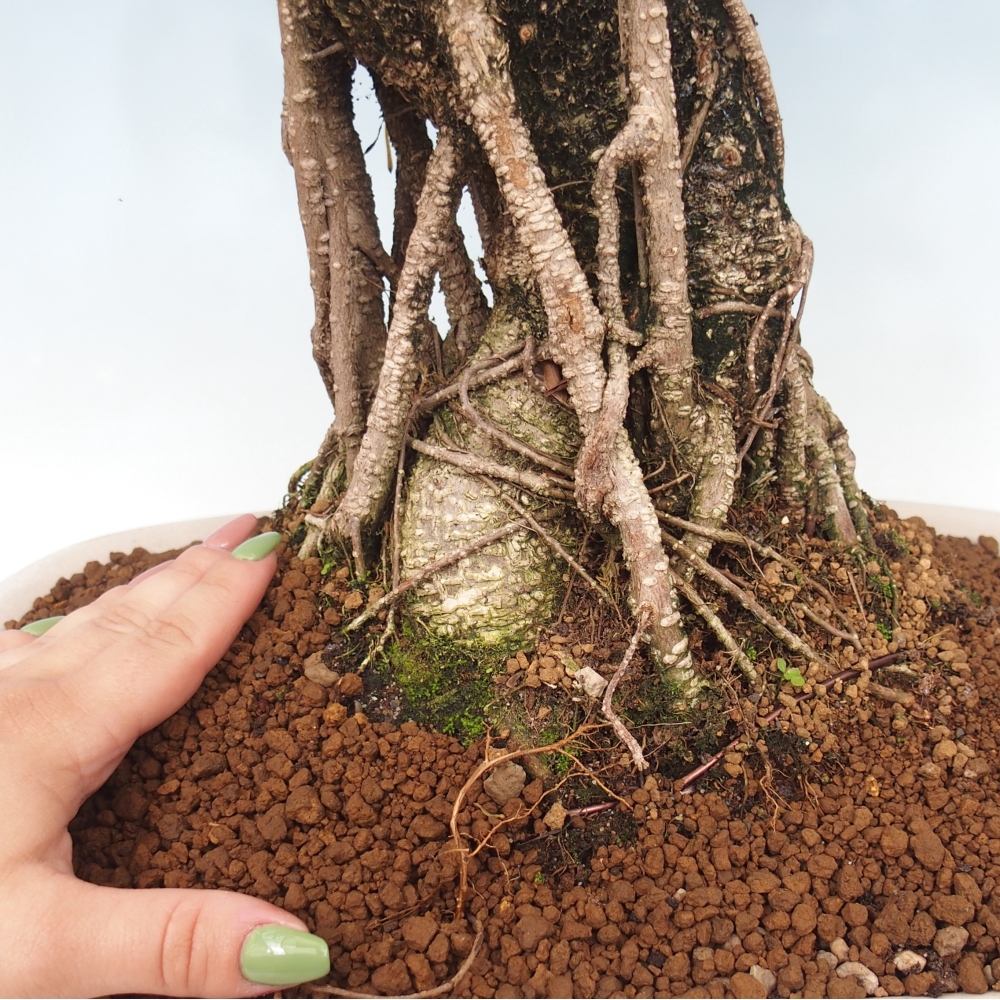 Pokojová bonsai - Ficus kimmen -  malolistý fíkus - POUZE OSOBNÍ ODBĚR nebo paletová přeprava