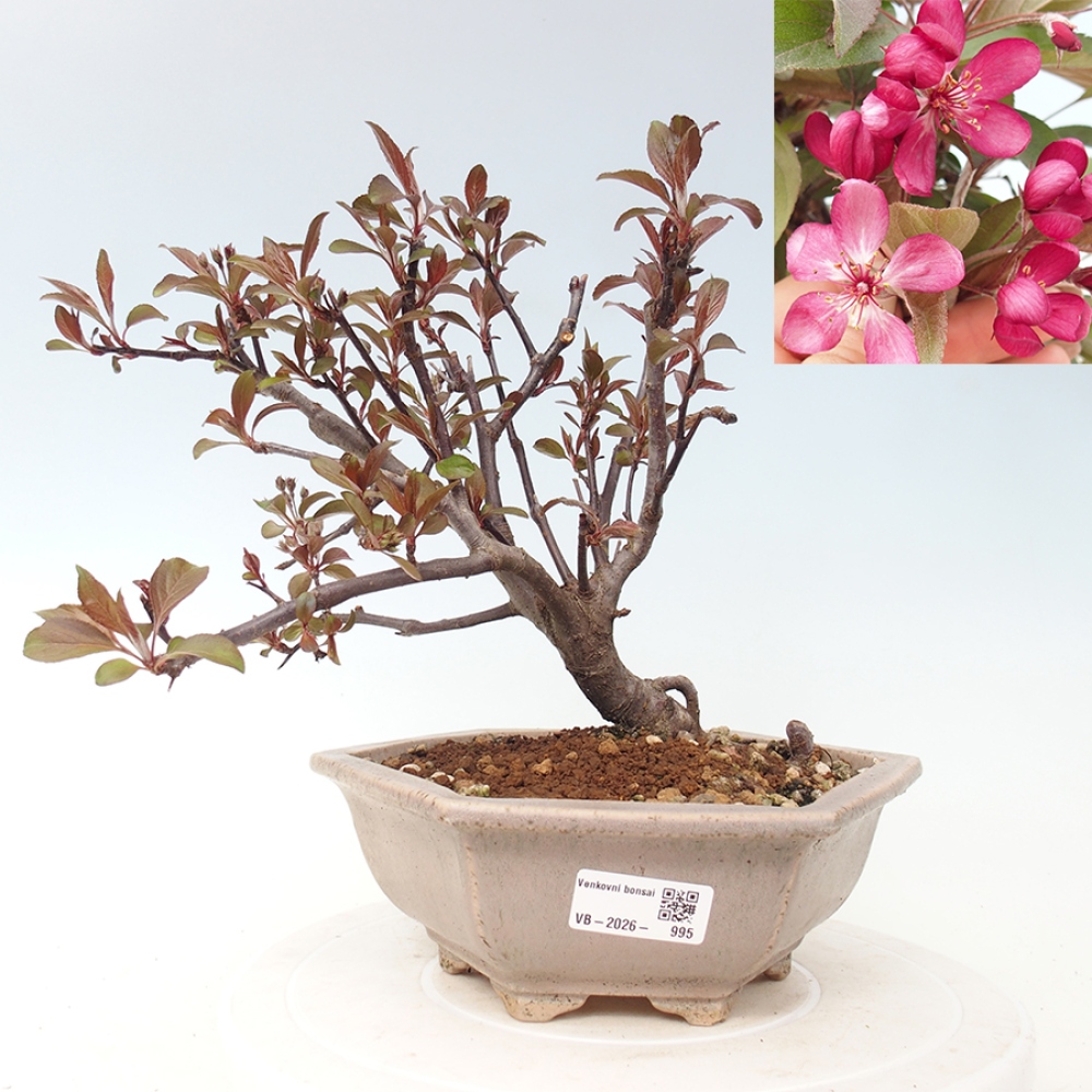 Venkovní bonsai -Malus domestica - Maloplodá jabloň červenolistá