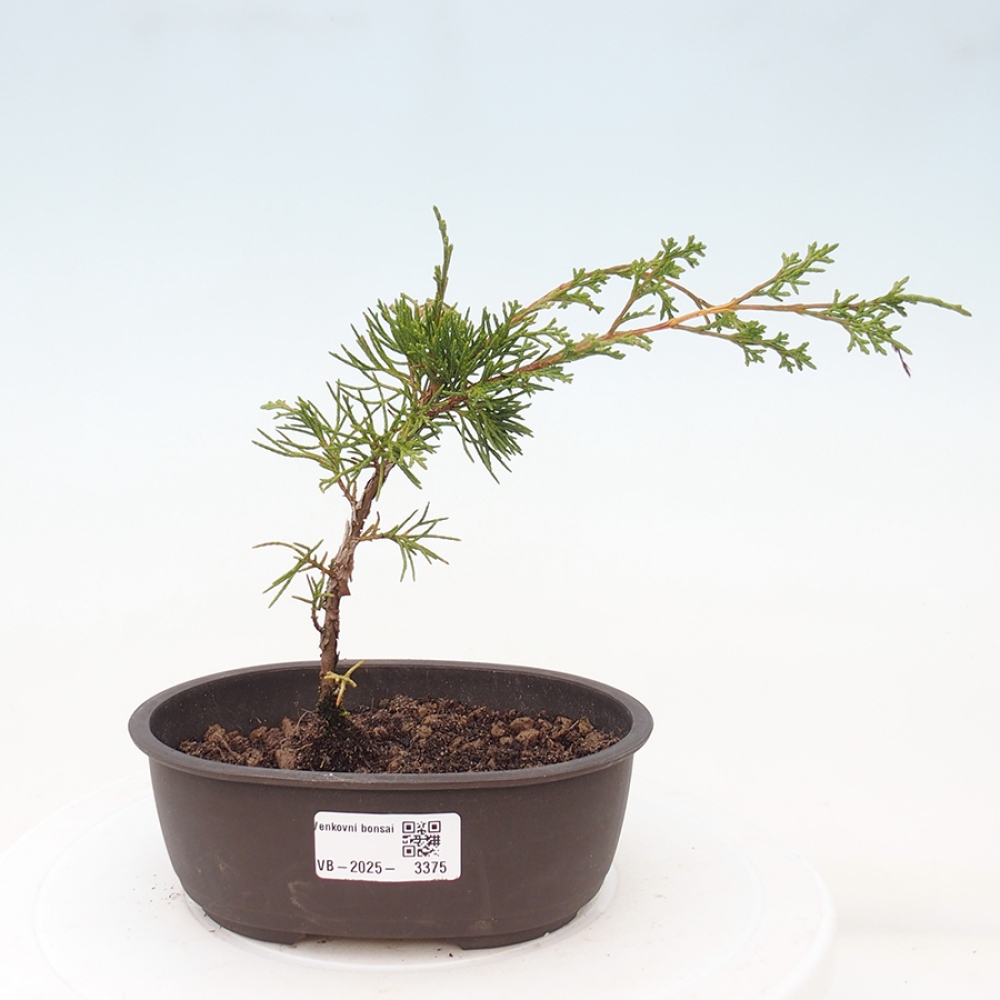 Venkovní bonsai - Juniperus chinensis Itoigawa -Jalovec čínský